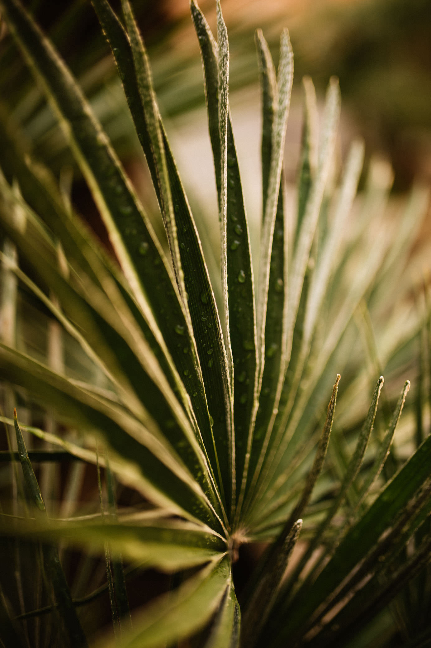 feuille plante rome